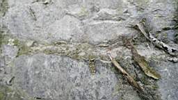 acastle
                          105310.jpg